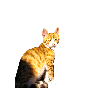 Ginger Tabby Cat Sitting On Stairs In Sunlight, Casting Shadows. 18044 - Cat PNG image with transparent background